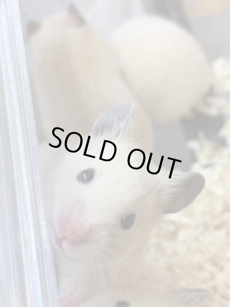 画像2: キンクマ (2)