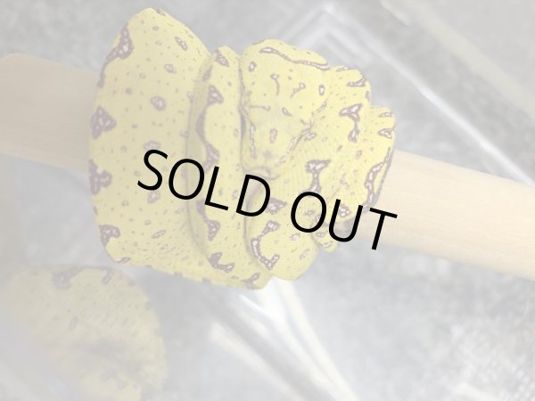 画像3: グリーンパイソン ビアク ベビー (3)