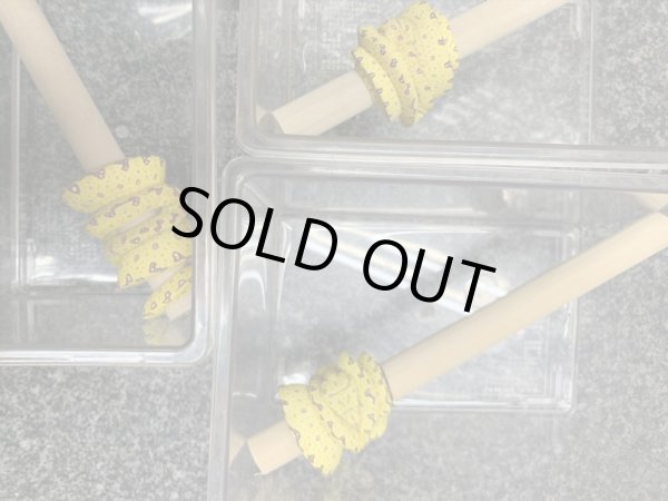 画像2: グリーンパイソン ビアク ベビー (2)