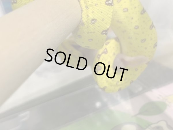 画像5: グリーンパイソン ビアク ベビー (5)