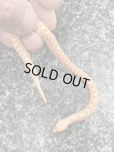 画像3: シシバナヘビ アルビノhetスノー♀ (3)