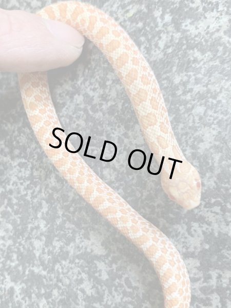 画像2: シシバナヘビ アルビノhetスノー♀ (2)