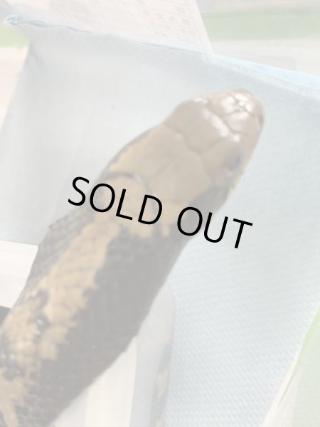 画像2: ミズコブラモドキ (2)