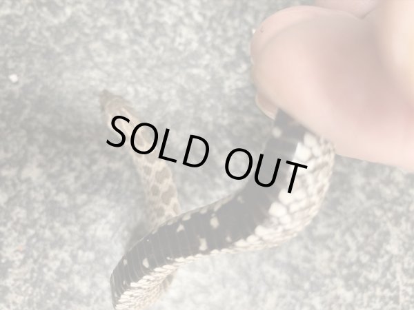 画像2: シシバナヘビ アザンティック♂ (2)