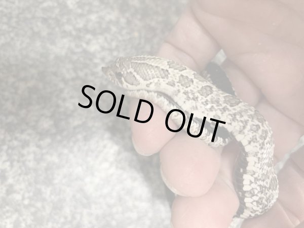 画像3: シシバナヘビ アザンティック♂ (3)