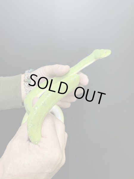 画像4: グリーンパイソン シクロップ♀ (4)