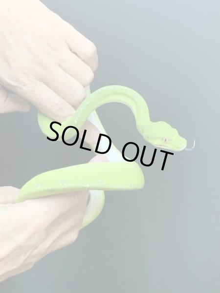 画像2: グリーンパイソン シクロップ♀ (2)