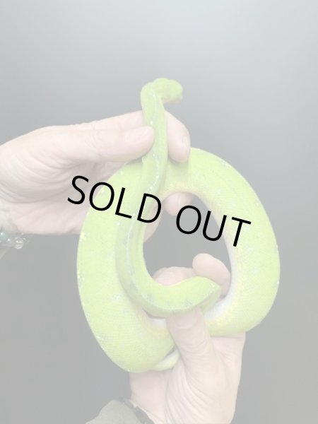 画像5: グリーンパイソン シクロップ♀ (5)