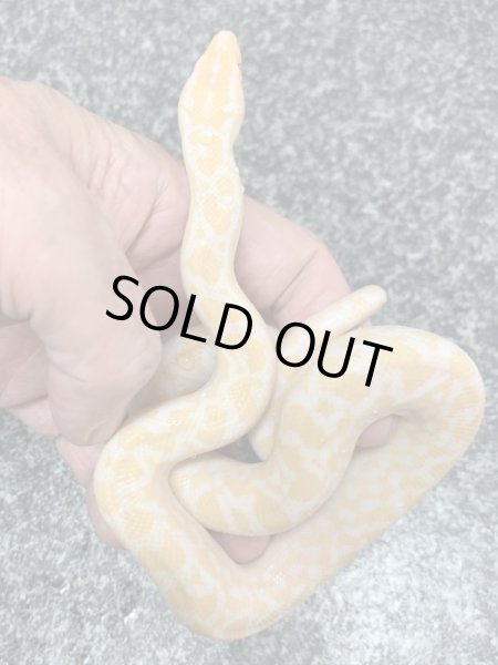 画像2: コロンビアレインボーボア アルビノ♀ (2)