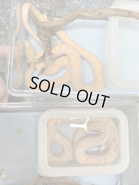 画像3: コロンビアレインボーボア アルビノ♀ (3)