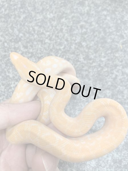 画像2: コロンビアレインボーボア アルビノ♂ (2)