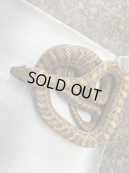 画像3: クナシリアオダイショウ(ブルー血統)♂ (3)