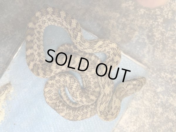 画像2: クナシリアオダイショウ(ブルー血統)♂ (2)