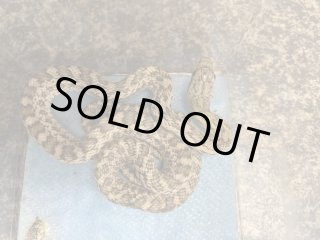 全商品 - terra (Page 2)