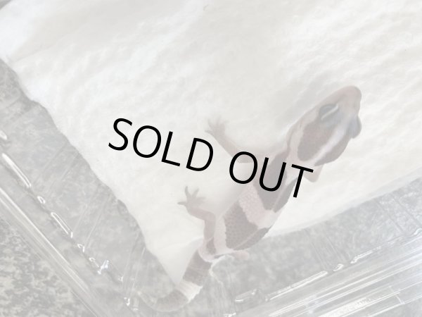 画像4: ニシアフリカトカゲモドキ　オレオ (4)