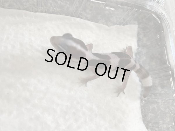 画像2: ニシアフリカトカゲモドキ　オレオ (2)