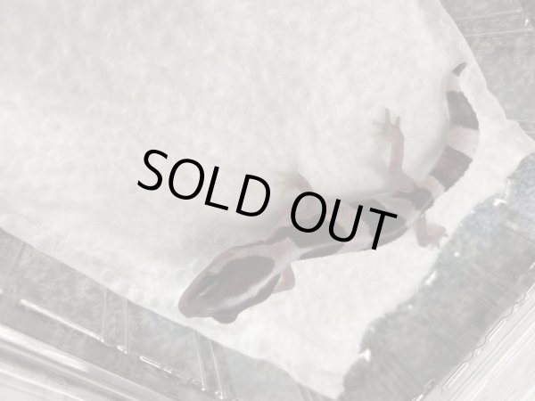 画像3: ニシアフリカトカゲモドキ　オレオ (3)