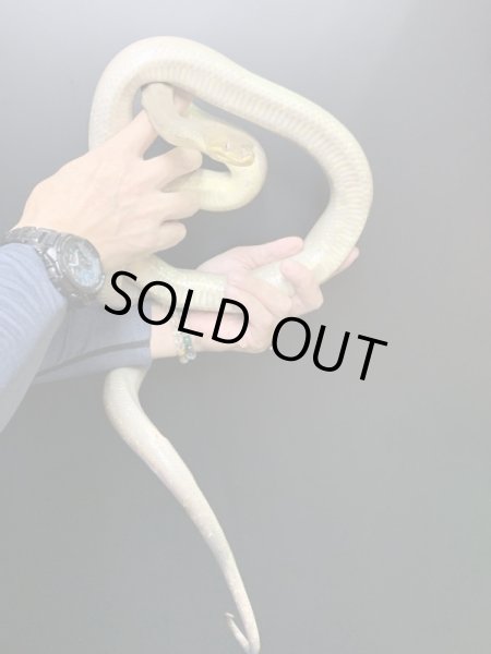 画像4: マクロットパイソン セミアダルト♀ (4)