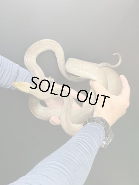 画像2: マクロットパイソン セミアダルト♀ (2)