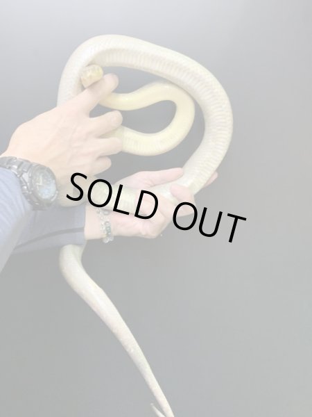 画像3: マクロットパイソン セミアダルト♀ (3)