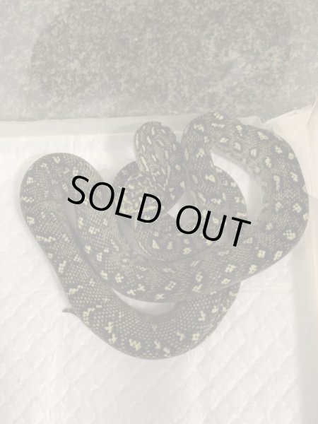 画像2: ダイヤモンドパイソン　セミヤング (2)