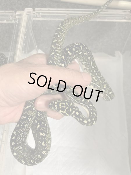 画像4: ダイヤモンドパイソン　セミヤング (4)