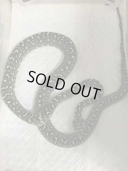 画像3: ダイヤモンドパイソン　セミヤング (3)