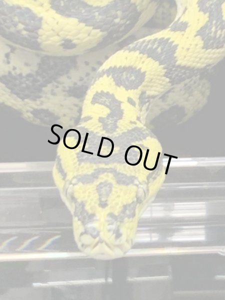 画像2: ジャガーポンドロ　セミヤング♀ (2)