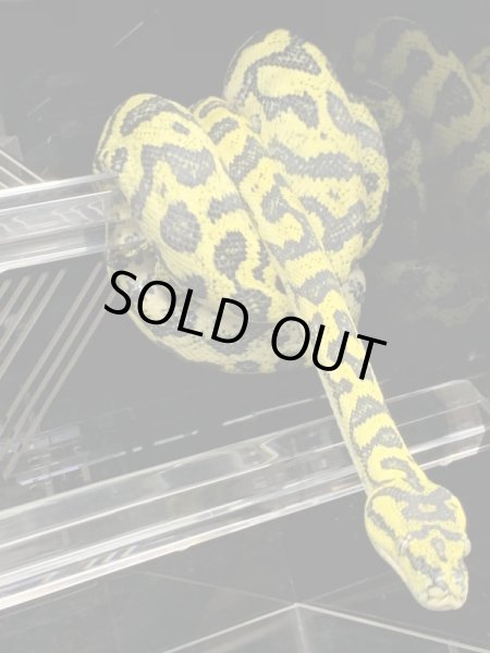 画像4: ジャガーポンドロ　セミヤング♀ (4)