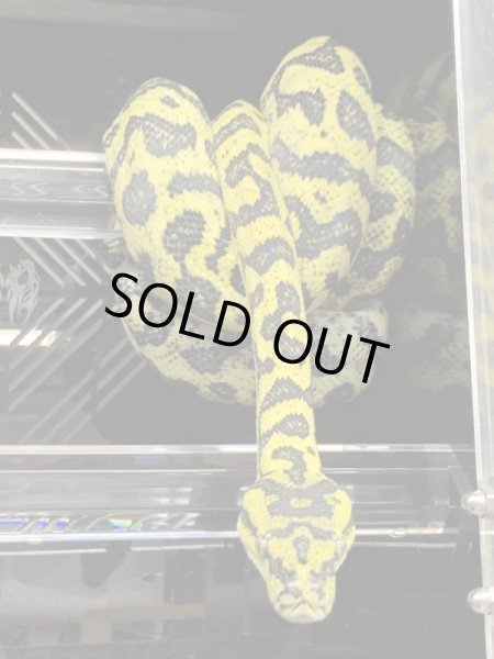 画像3: ジャガーポンドロ　セミヤング♀ (3)