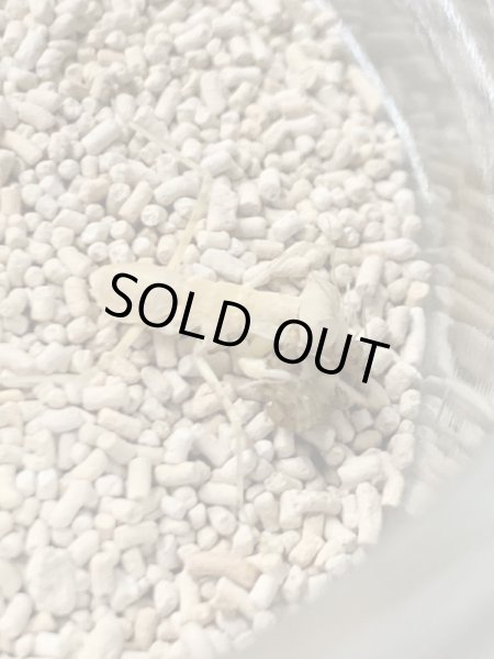 画像2: エジプトサバクカマキリ (2)