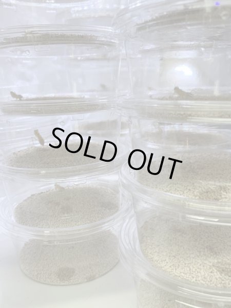 画像4: エジプトサバクカマキリ (4)