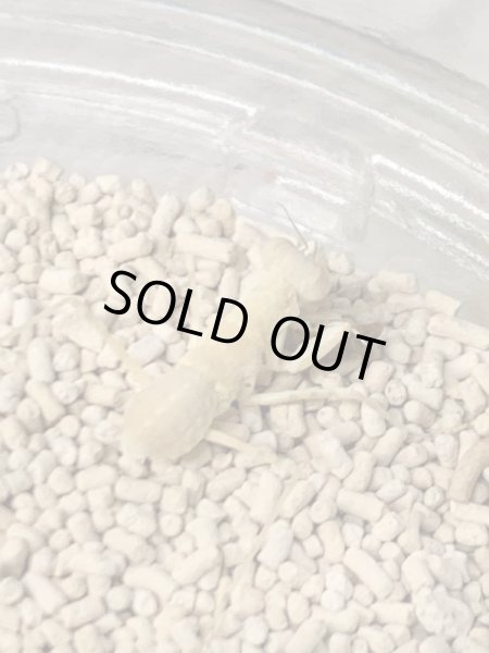 画像3: エジプトサバクカマキリ (3)