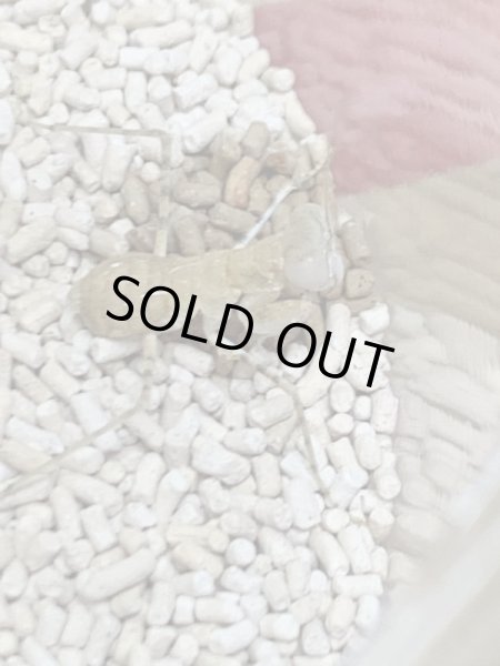 画像5: エジプトサバクカマキリ (5)