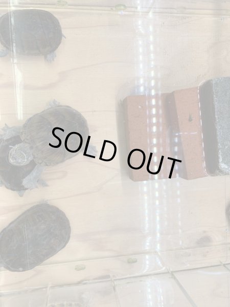 画像2: ミシシッピニオイガメ (2)