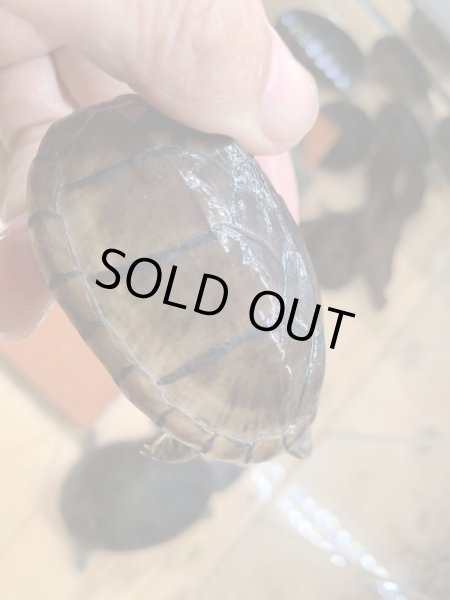 画像4: ミシシッピニオイガメ (4)