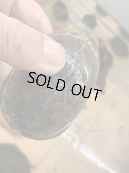 画像3: ミシシッピニオイガメ (3)