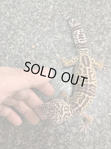 画像5: オバケトカゲモドキ　フゼスタン　ペア (5)