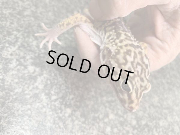 画像3: オバケトカゲモドキ　フゼスタン　ペア (3)