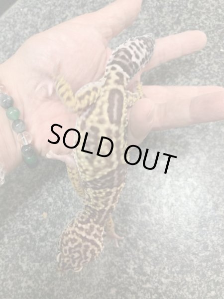 画像2: オバケトカゲモドキ　フゼスタン　ペア (2)