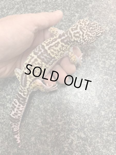 画像4: オバケトカゲモドキ　フゼスタン　ペア (4)