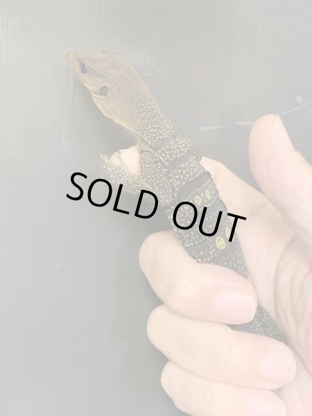 画像2: イザベルモニター　ベビー (2)