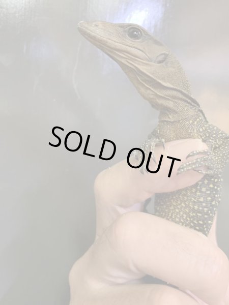 画像4: イザベルモニター　ベビー (4)