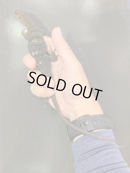 画像3: イザベルモニター　ベビー (3)