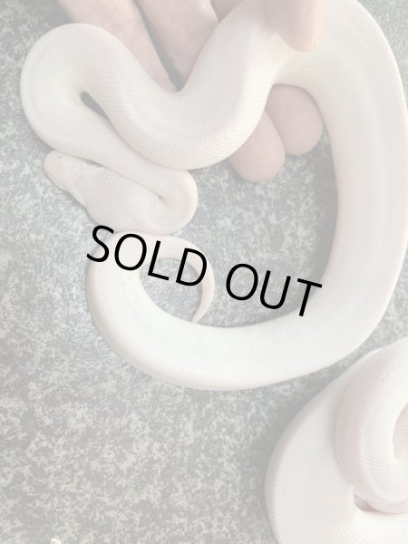 画像2: ボールパイソン　ブルーアイリューシ (2)