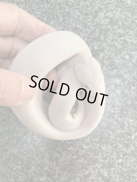 画像4: ボールパイソン　ブルーアイリューシ (4)