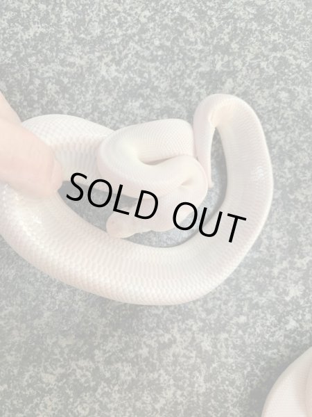 画像3: ボールパイソン　ブルーアイリューシ (3)