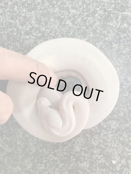 画像5: ボールパイソン　ブルーアイリューシ (5)