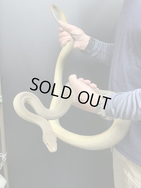 画像2: オリーブパイソン♀ 約170cm (2)