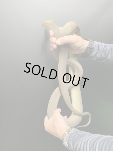 画像3: オリーブパイソン♀ 約170cm (3)